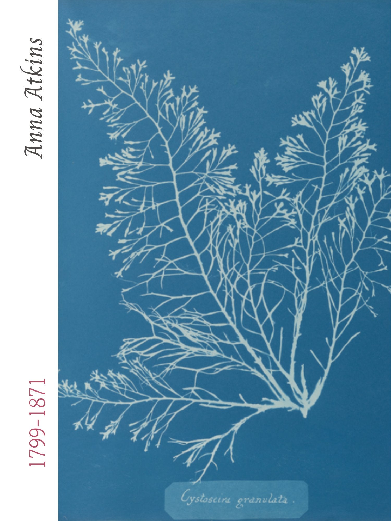 Anna Atkins (1799–1871)