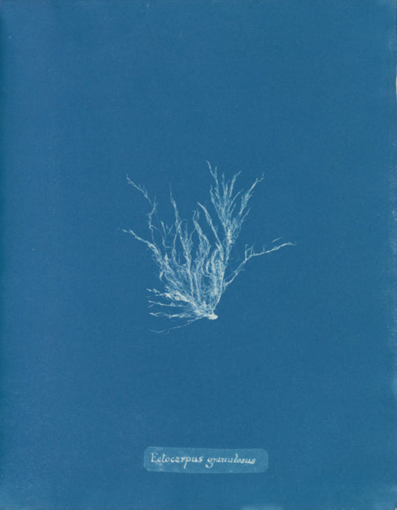 Anna Atkins, Ectocarpus Granulosus