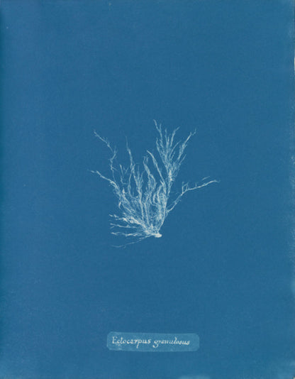 Anna Atkins, Ectocarpus Granulosus