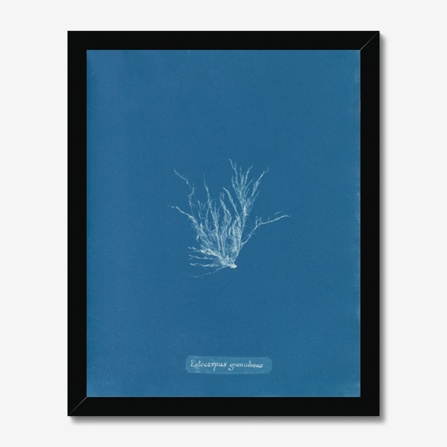 Anna Atkins, Ectocarpus Granulosus