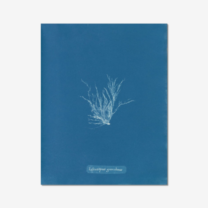 Anna Atkins, Ectocarpus Granulosus