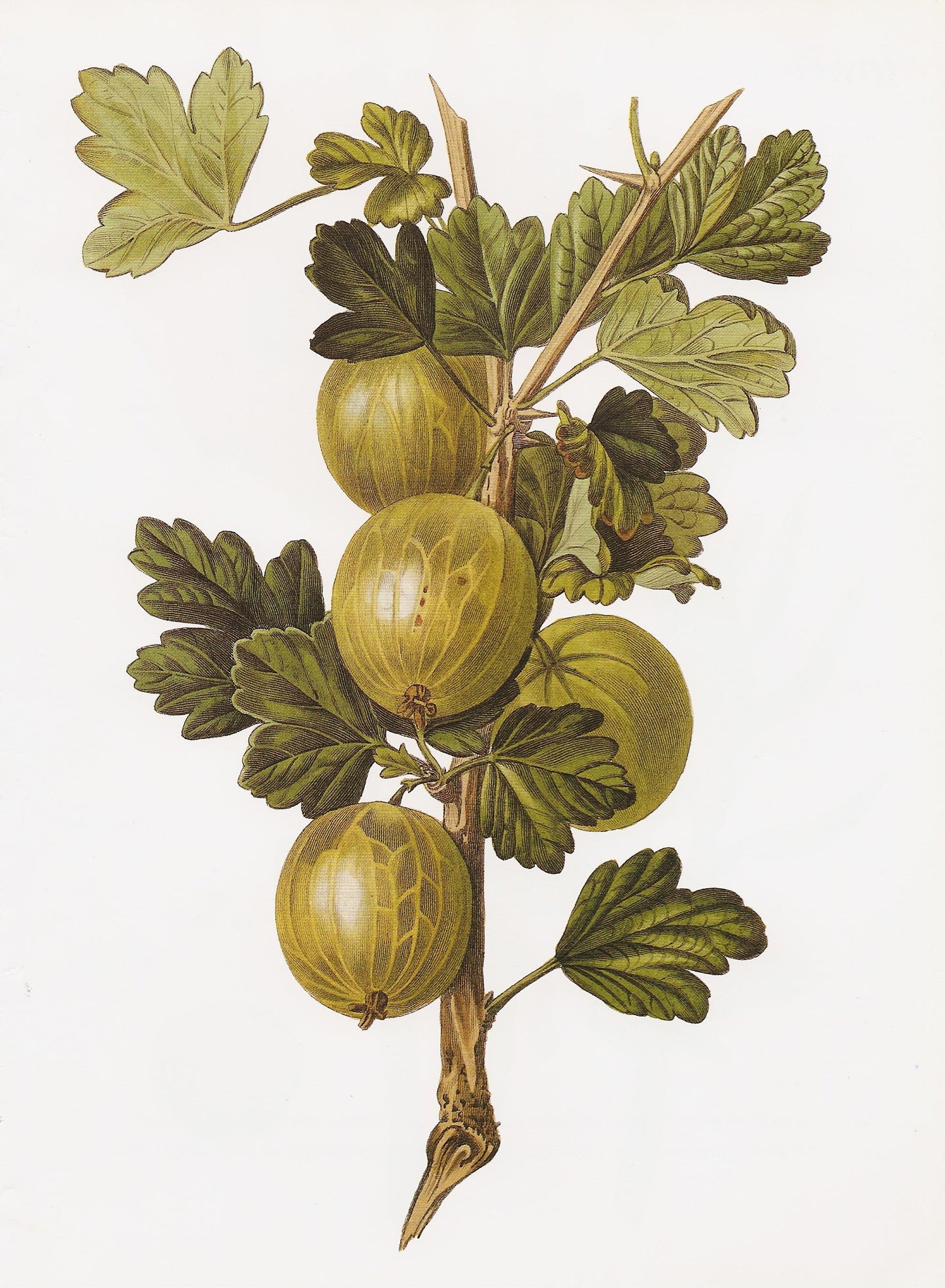 Gooseberry Crompton Sheba Queen