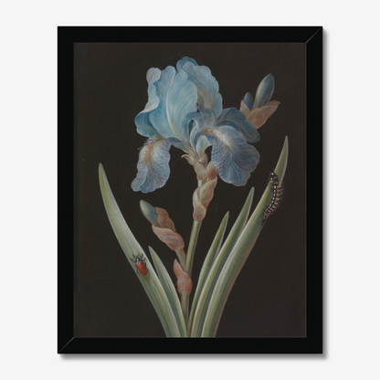 Blue Iris