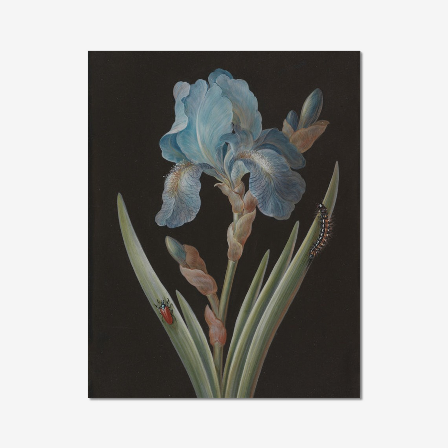 Blue Iris