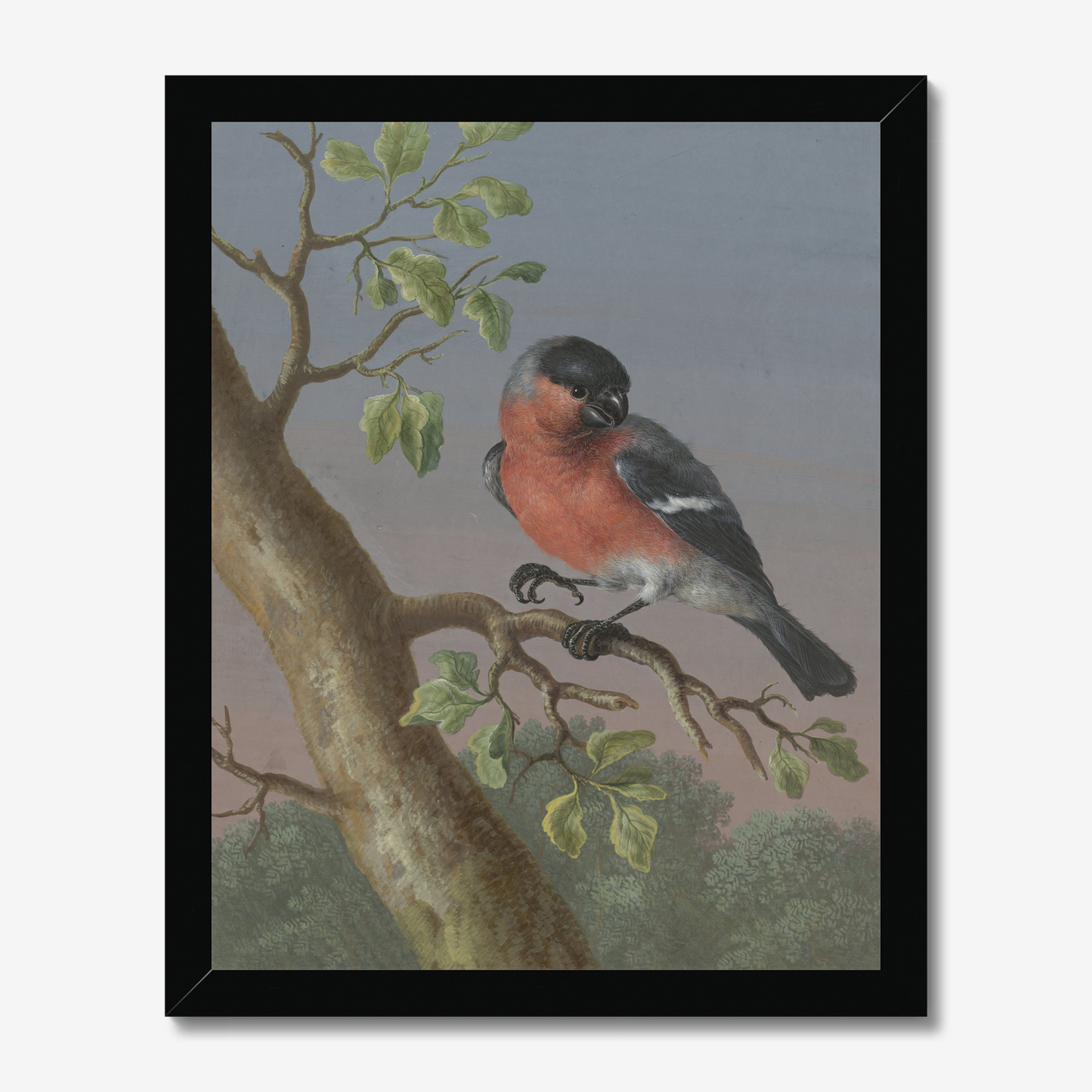 Bullfinch