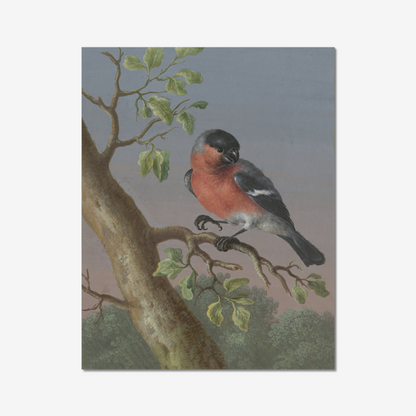 Bullfinch