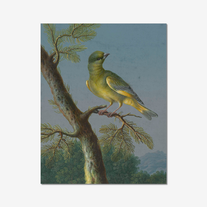 Greenfinch