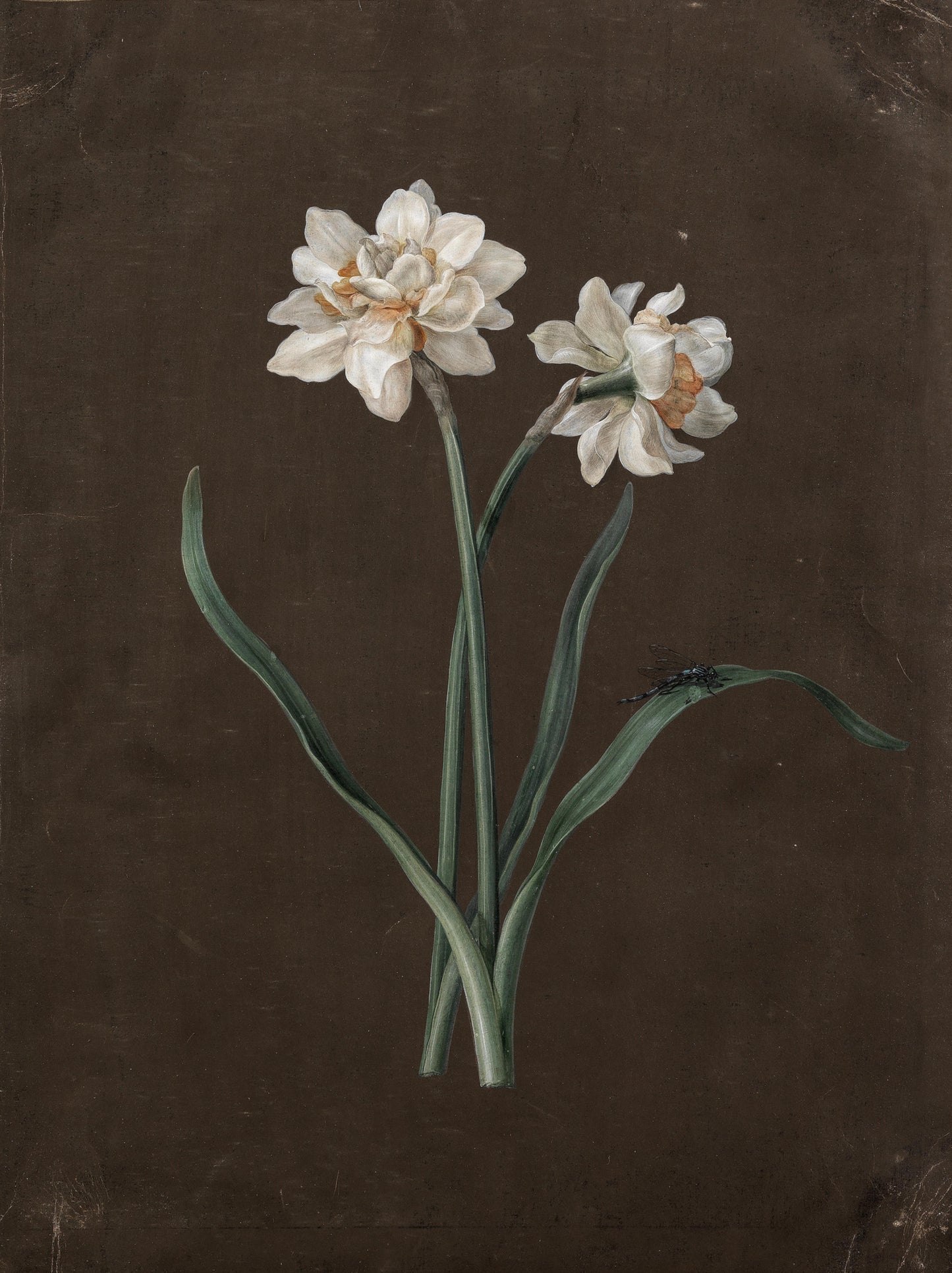 Narcissi with a Dragonfly