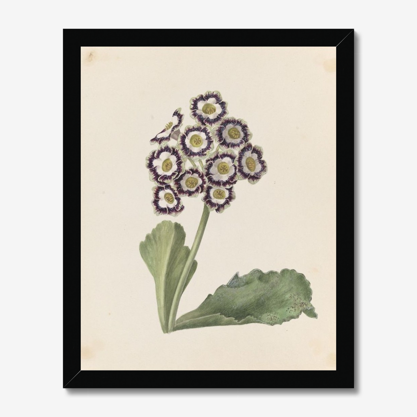 Auricula