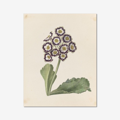 Auricula