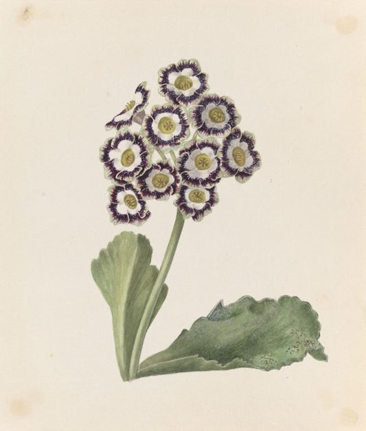 Auricula