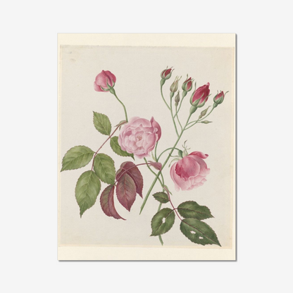 Caroline Maria Applebee, China Roses