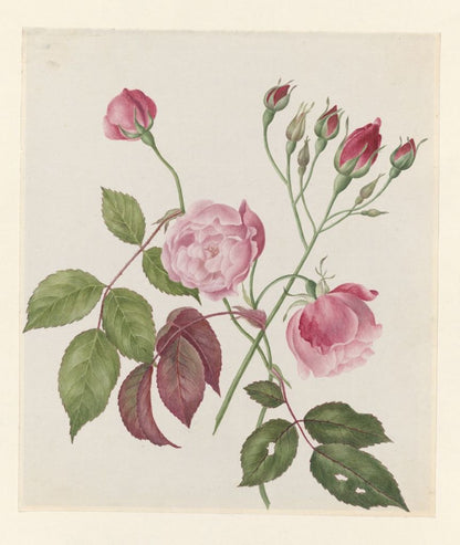 Caroline Maria Applebee, China Roses