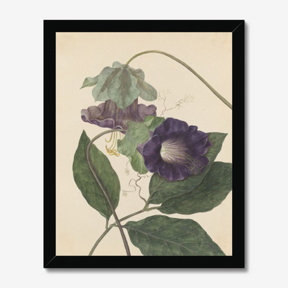 Cobaea Scandens