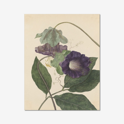 Cobaea Scandens