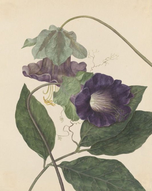 Cobaea Scandens