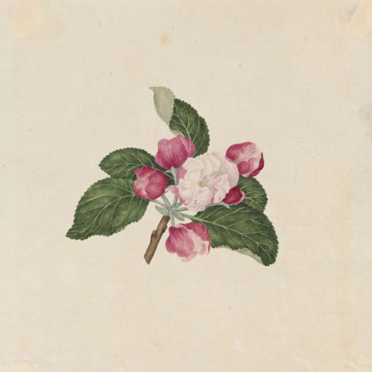 French Codlin (blossom)