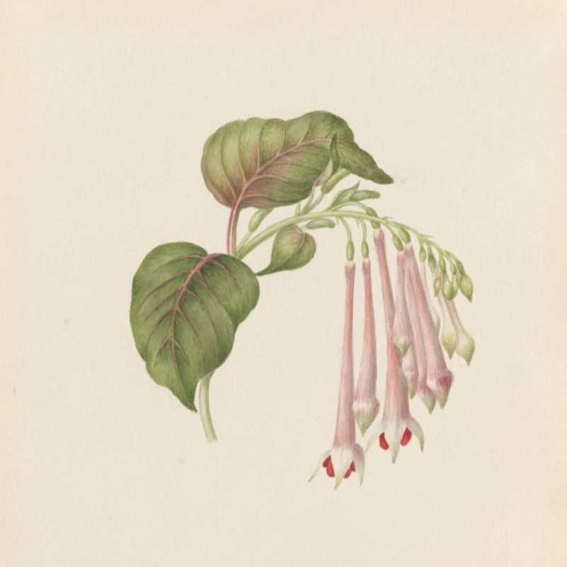 Fuschia Fulgens (Fuchsia fulgens)