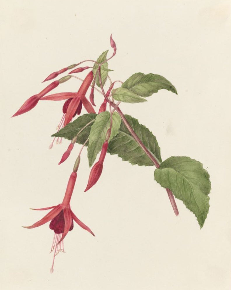 Fuschia Moneypennii (Fuchsia)