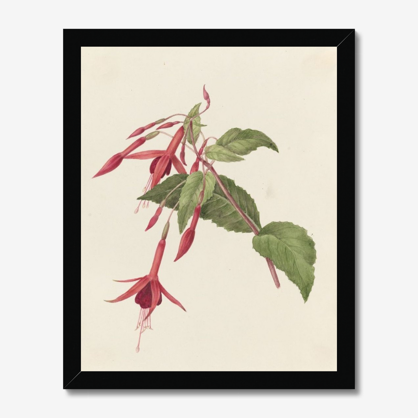 Fuschia Moneypennii (Fuchsia)