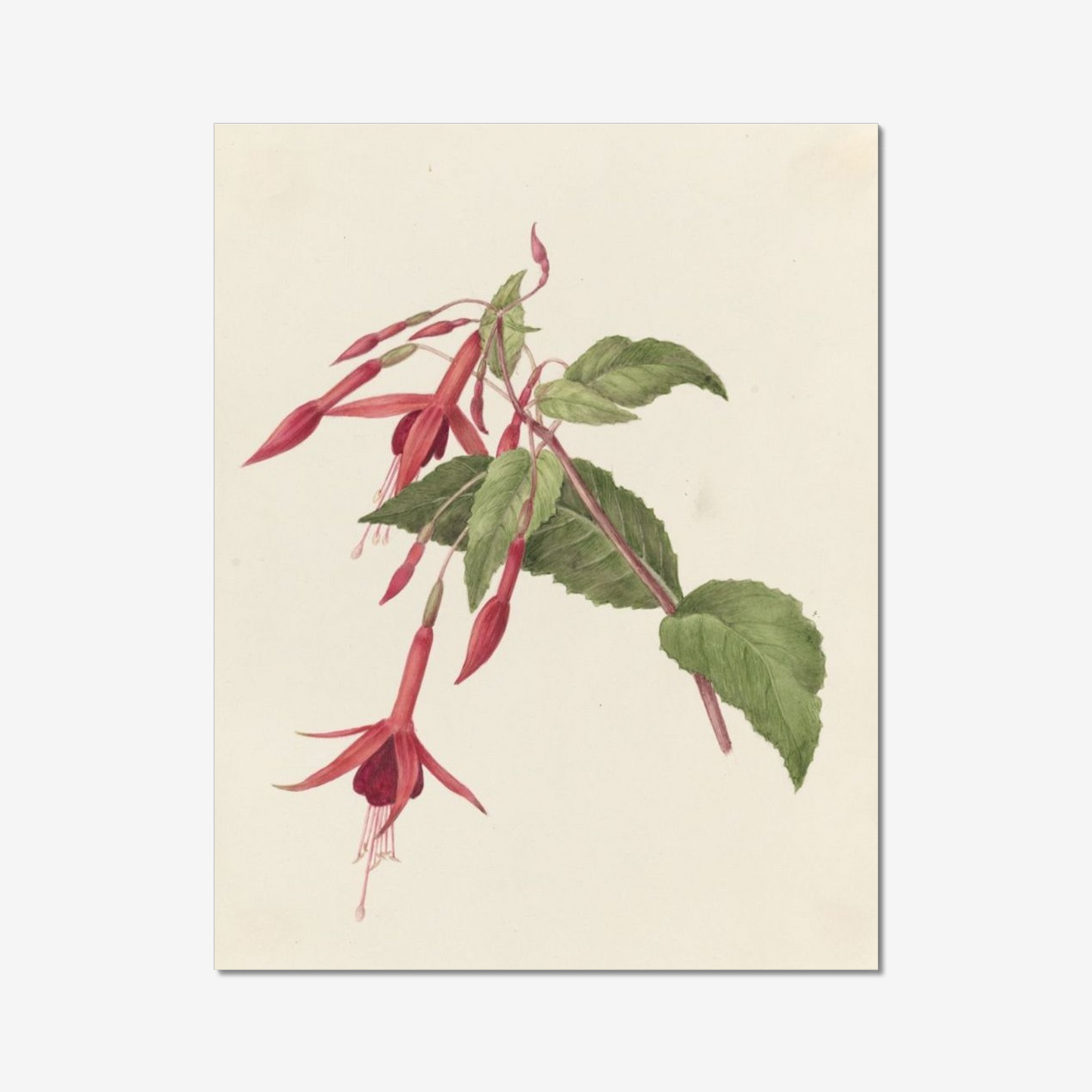 Fuschia Moneypennii (Fuchsia)