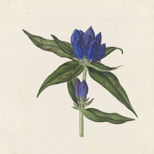 Gentiana saponaria