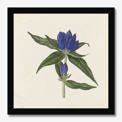 Gentiana saponaria