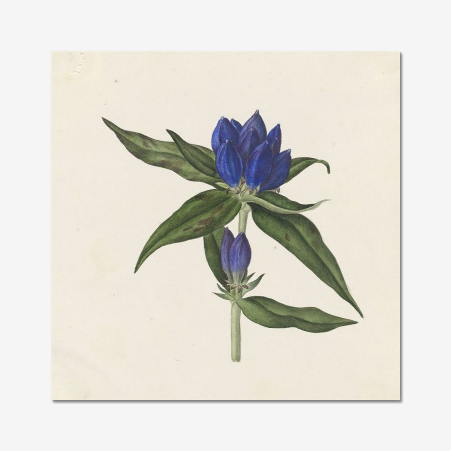 Gentiana saponaria