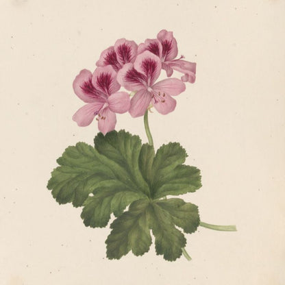 Geranium - Princess Augusta