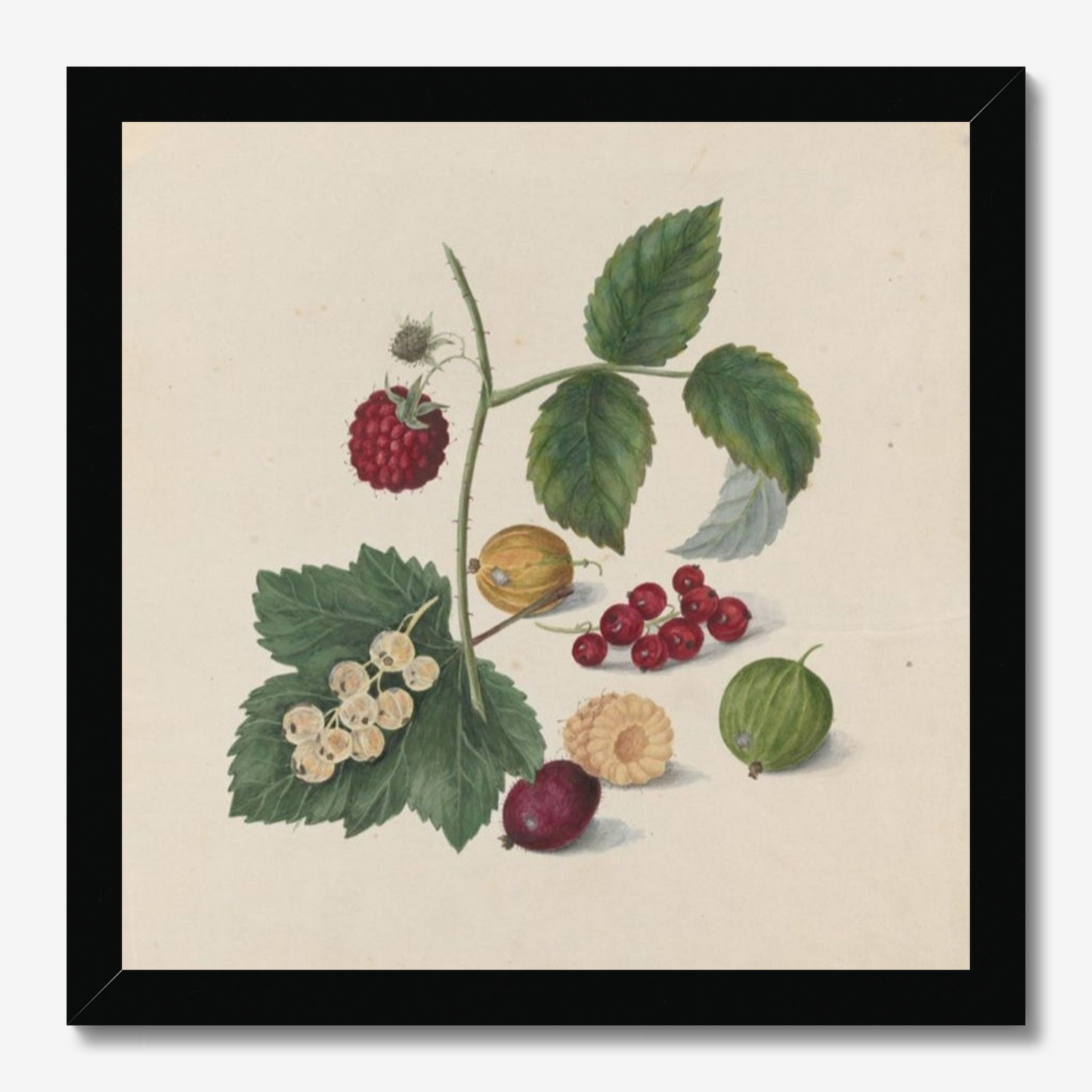 Gooseberries & Raspberries