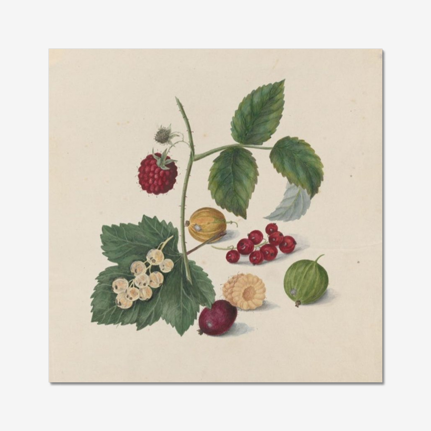 Gooseberries & Raspberries