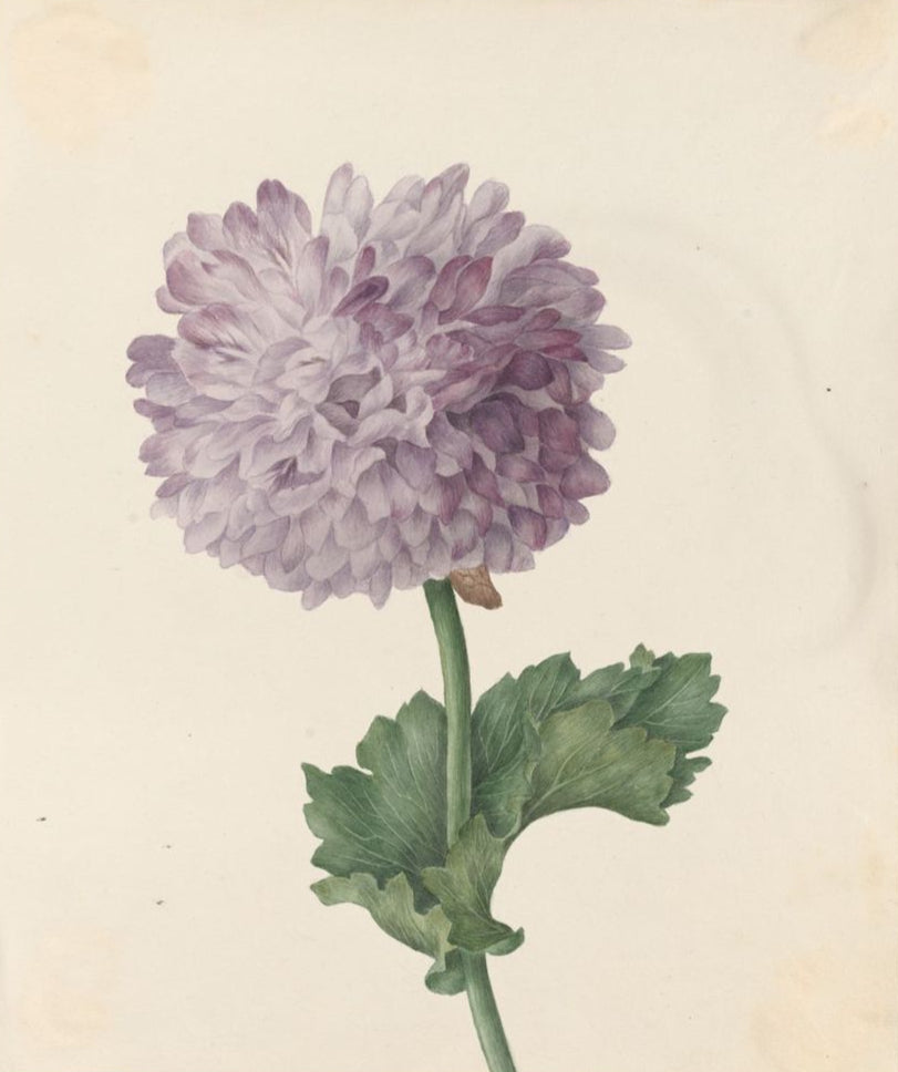 Lilac Poppy