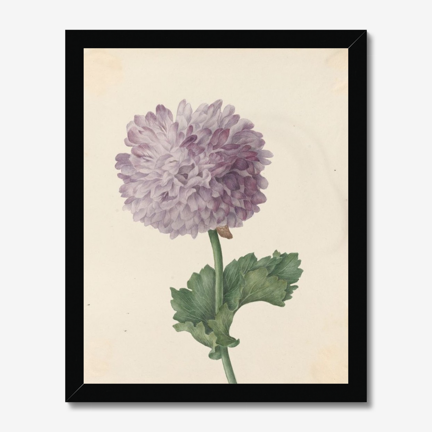 Lilac Poppy