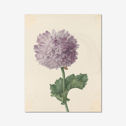 Lilac Poppy