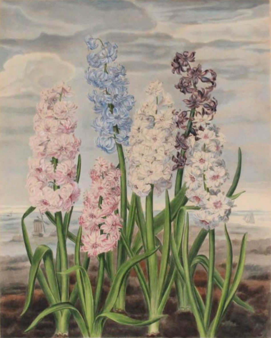 Hyacinths