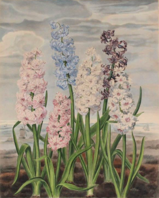 Hyacinths