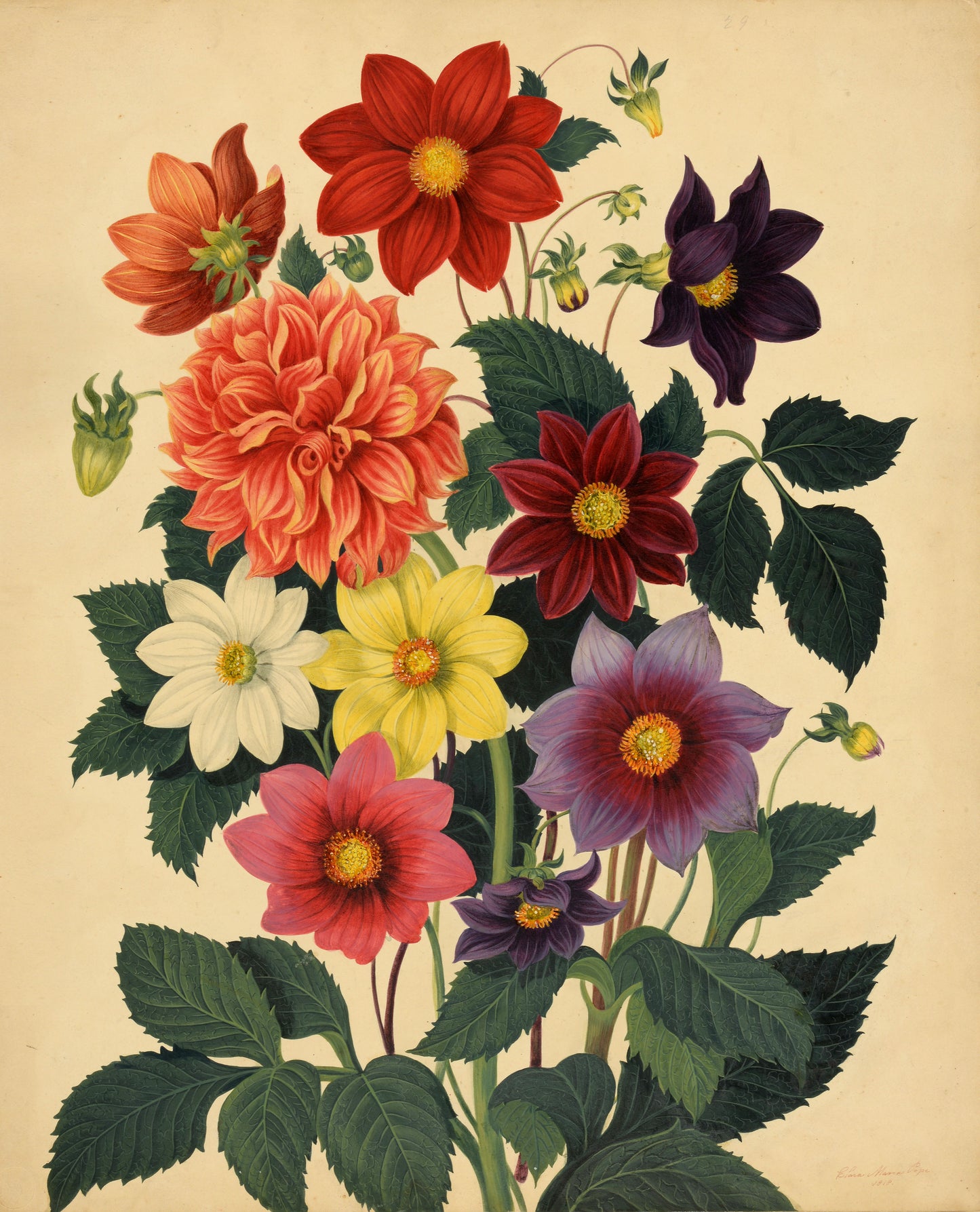 Dahlias