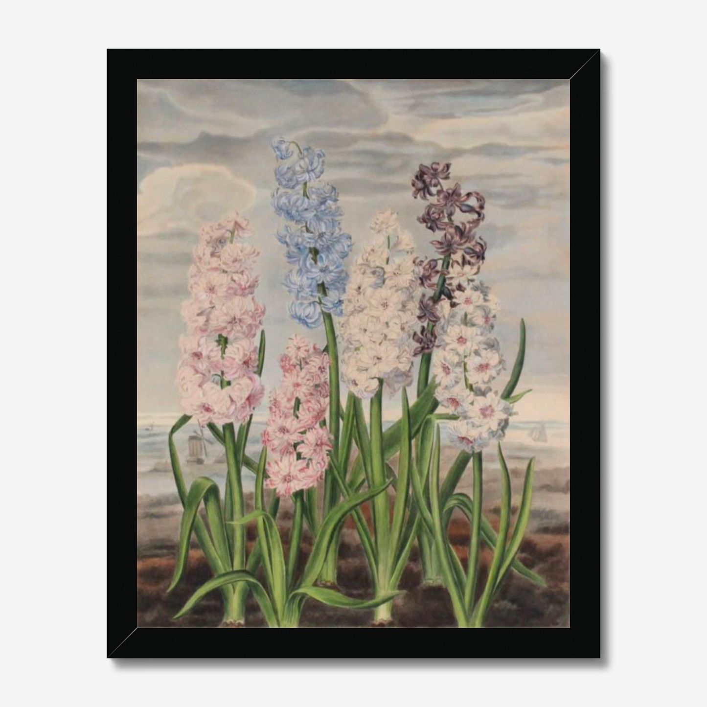 Hyacinths