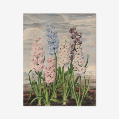 Hyacinths