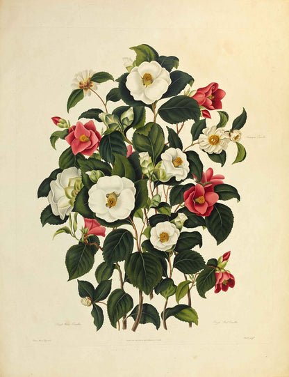 Illustration of camellias