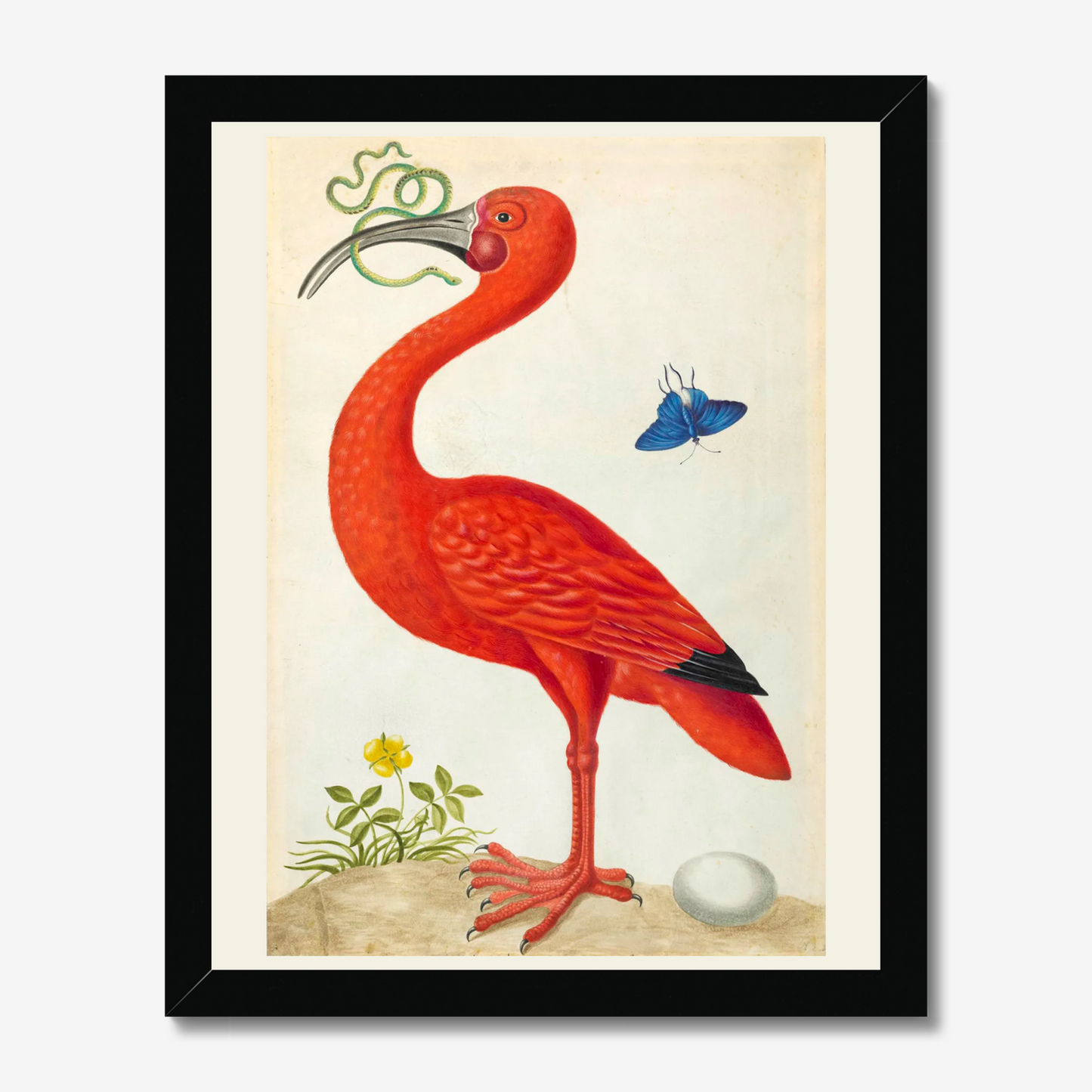 Scarlet Ibis