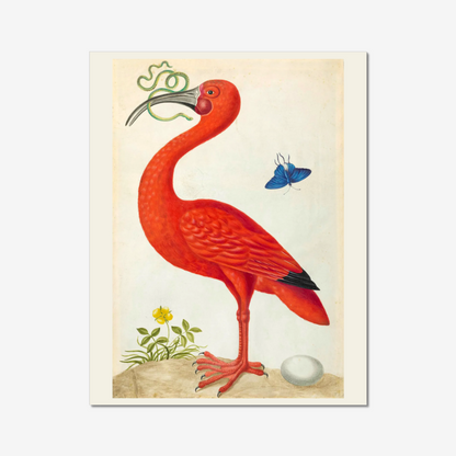 Scarlet Ibis