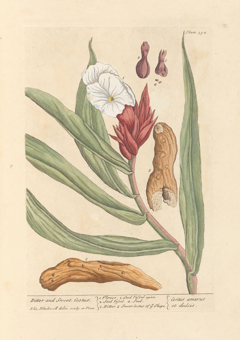 Bitter and Sweet Costus