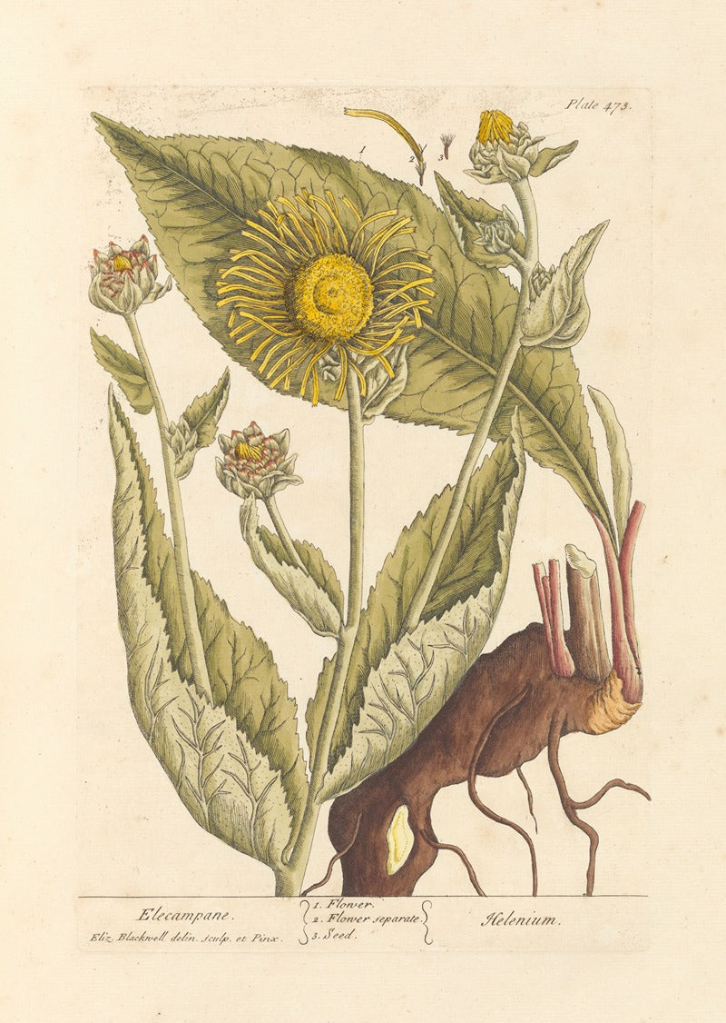 Elecampane