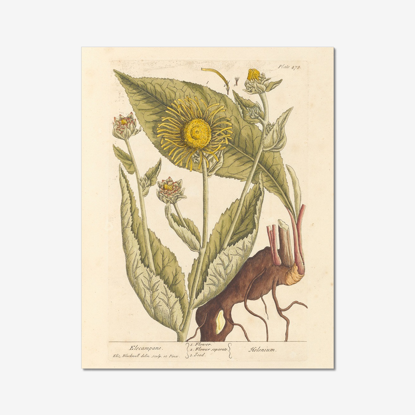 Elecampane