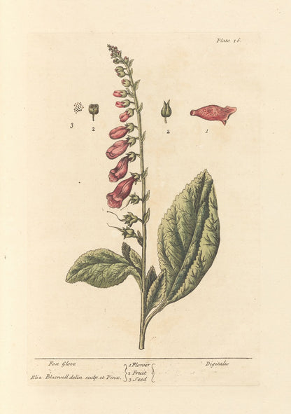 Fox Glove