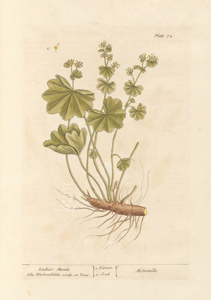 Ladies Mantle