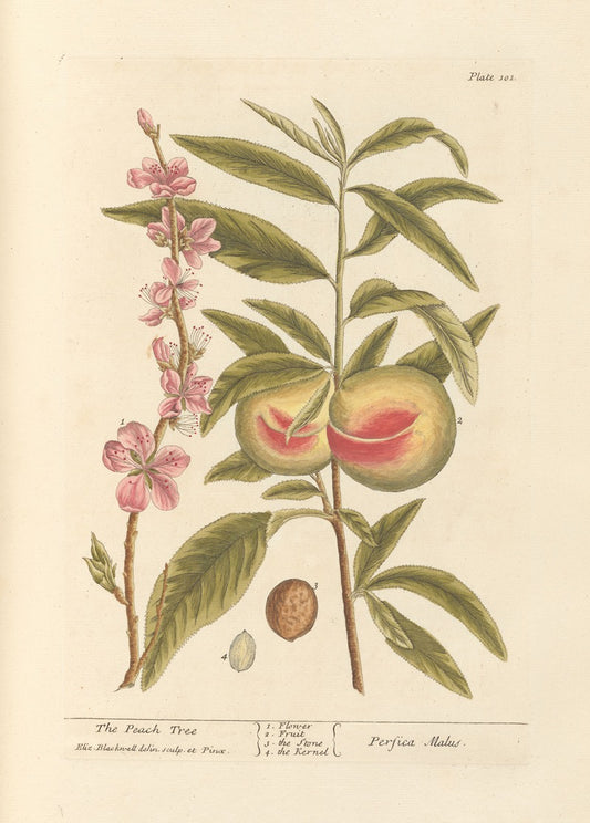 The Peach Tree