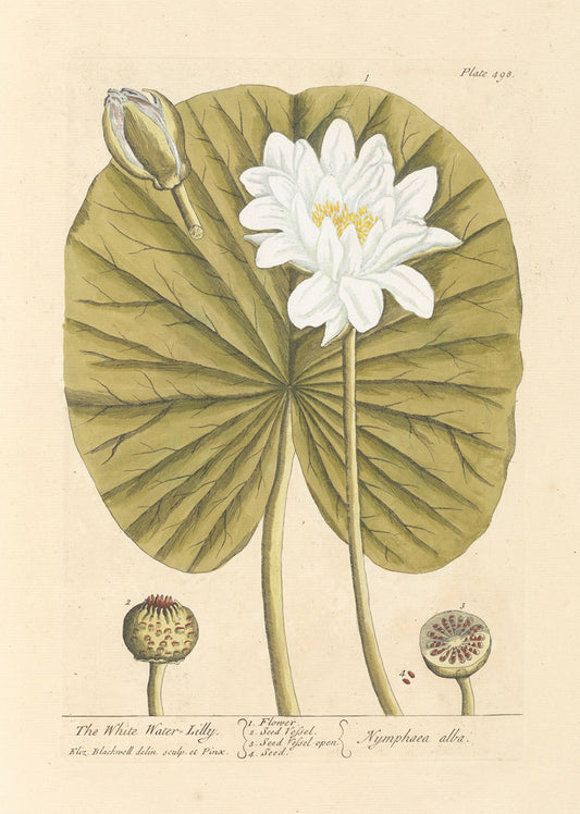 The White Water Lilly