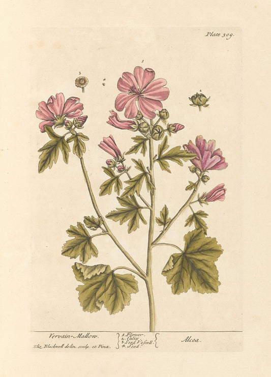 Vervain Mallow